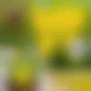 Capcane lipicioase pentru muște (10 buc) | BUGILURE