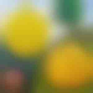 Capcane suspendate pentru muște, set de 6 | BUGIORB