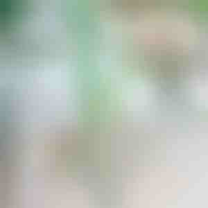 Opritor de cădere pentru plante | ROOTZI