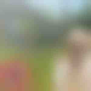 Zgardă împotriva căpușelor și puricilor pentru animale de companie PETPROTECT