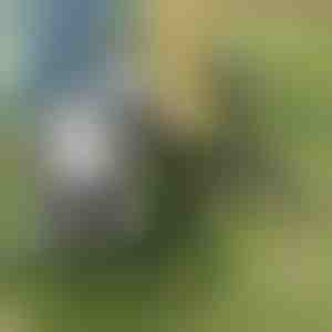 Unealtă pentru smulgerea buruienilor | ROOTNIK